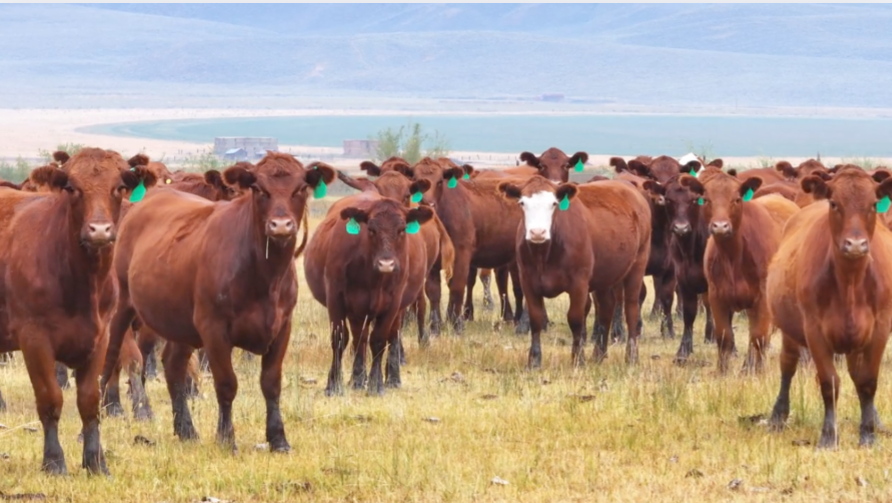 80 Head Of Red Angus & Red Baldy- BH911B5